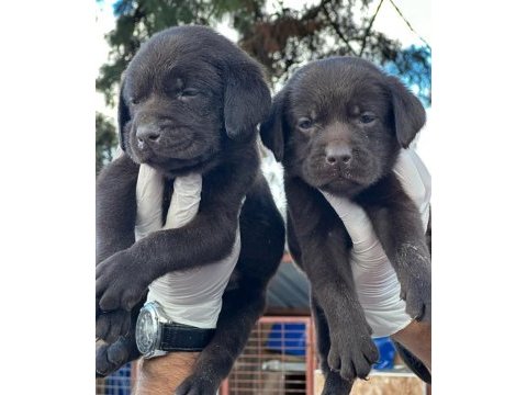 Çikolata, siyah ve şampanya labrador köpekler
