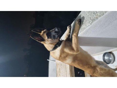 4 aylık dişi belçika kurdu