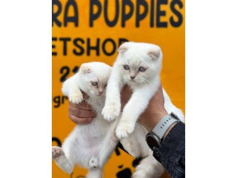 Sevimli scottish fold bebekler