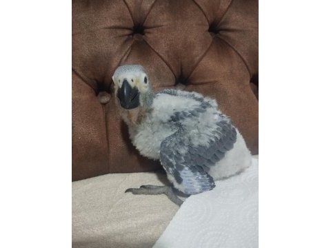 Özenle büyütülen 35 günlük el besleme jako yavrusu
