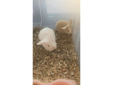 Tavşanlarımız çok tatlı tavşanlardır iyidir