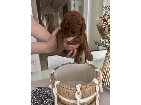 Red brown toy poodle bebekler