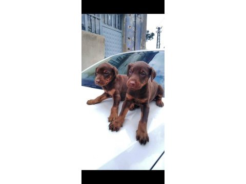 Safkan doberman yavruları