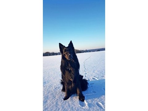 Şecereli siyah alman çoban köpeği