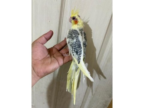 59 günlük renk güzeli kusursuz sultan papağanı bebek