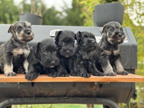 Fcı pedigreeli miniature schnauzer yavruları