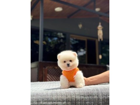 Sağlık ve ırk garantili pomeranian boo yavru