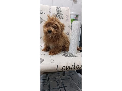 Yavru maltipoo yavrumuz