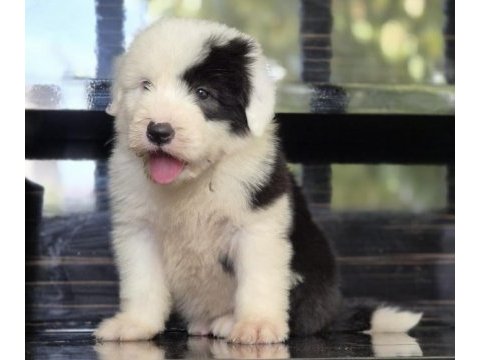 Tr nadir bulunan ırklardan bobtail yavrular