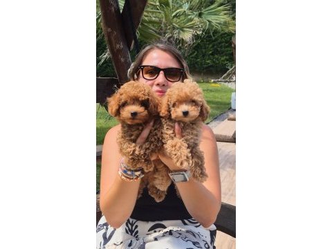 Türkiyenin en özel toy poodle yavruları 