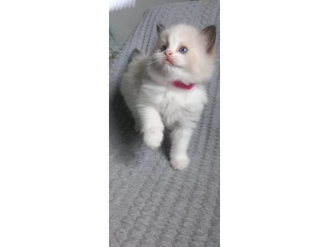 Safkan ragdoll bebek kediler