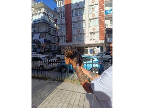 Rottweiler