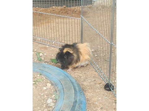 Guinea pigler