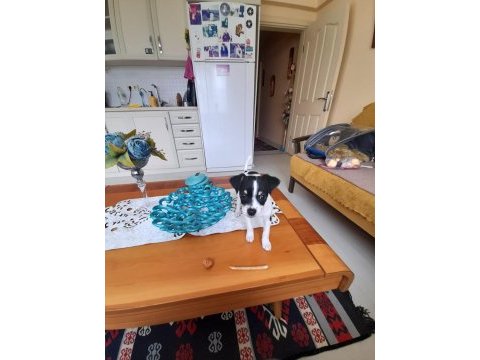 Orijinal ırk chihuahua