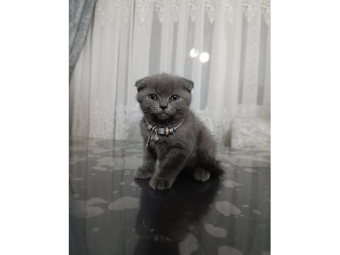 2 aylık scottish fold dişi yavru