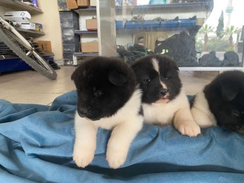 Amerikan akita