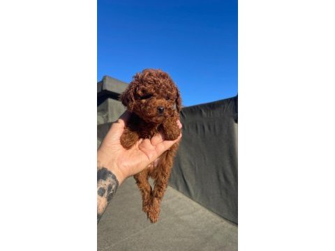 Orjinal toy poodle yavru