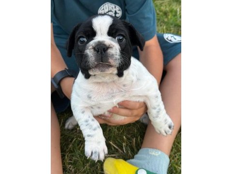 2 aylık french bulldog yavruları
