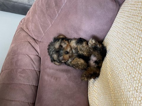 Çok şeker yorkshire terrier