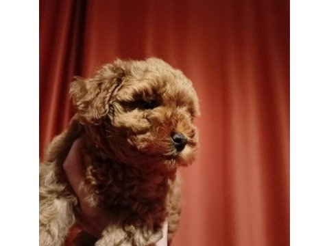 A scr muhteşem toy poodle yavrularımız