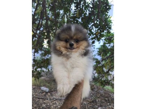Pomeranian bebek suratımız yeni yuvasını arıyor