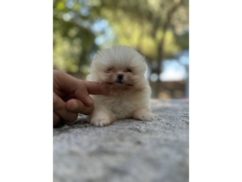 Sağlık ve ırk garantili pomeranian boo yavrularımız