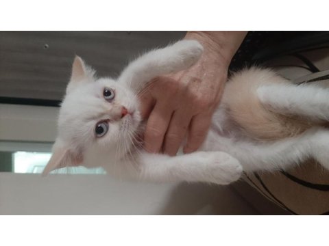 Scottish fold, british dişi erkek safkan yavrular