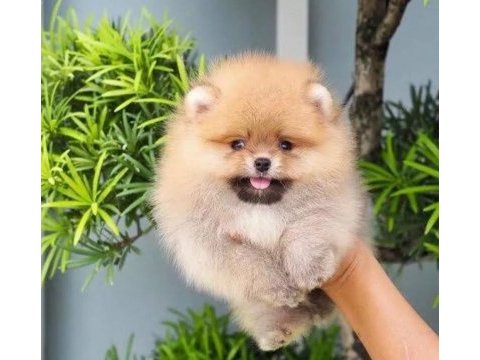 Pomeranian boo köpeğimiz @ppuppypawbodrum