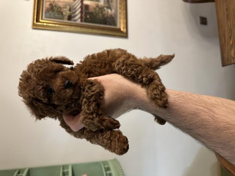 Muhteşem toy poodle