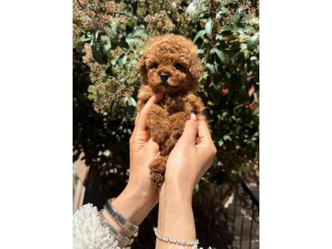 Toy poodle yavru