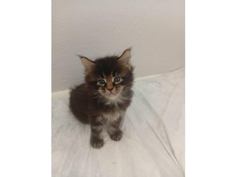 Xxl boy maine coon yavruları