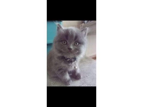 A kalite british longhair yavru
