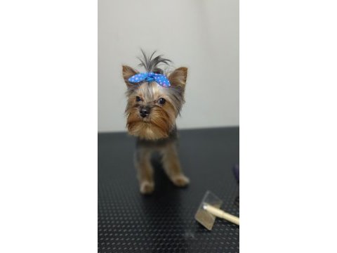 İstanbul beylikdüzü yorkshire terrier
