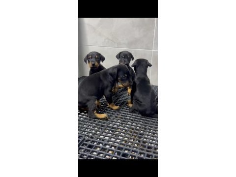 King doberman yavruları