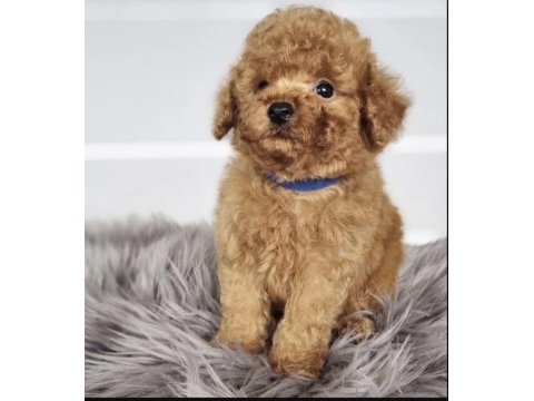 Toy poodle köpeğimiz