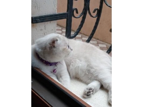 Kızımıza yuva arıyoruz scottish fold