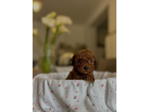 Teacup kore boy red poodle yurt dışından gelenler