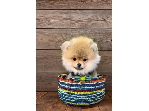 Antalya safkan pomeranian boo yavruları