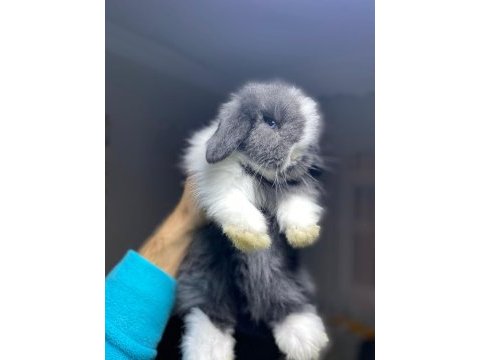 Safkan hollanda cüce ve mini tavşan yavrular