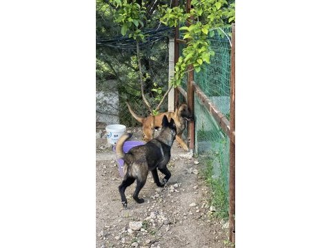 1,5 yaşında dişi belçika kurdu