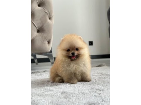Üst kalite pomeranian yavrular