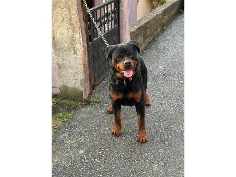 Satılık son iki adet 45 günlük rottweiler dişi