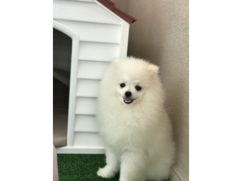 Pomeranian boo bebeğim