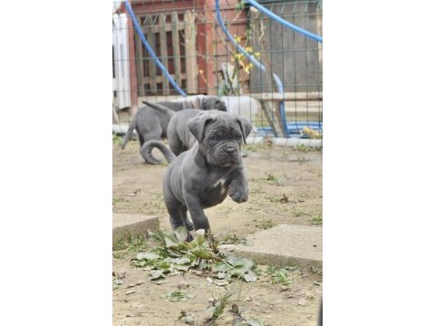 Blue/siyah cane corso yavrular