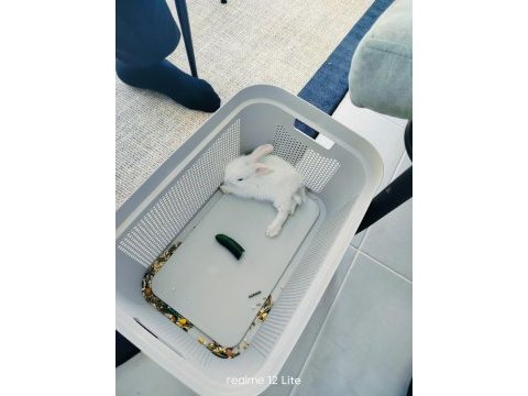 3 aylık erkek tavşan