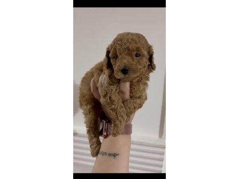 Erkek toy poodle yavru