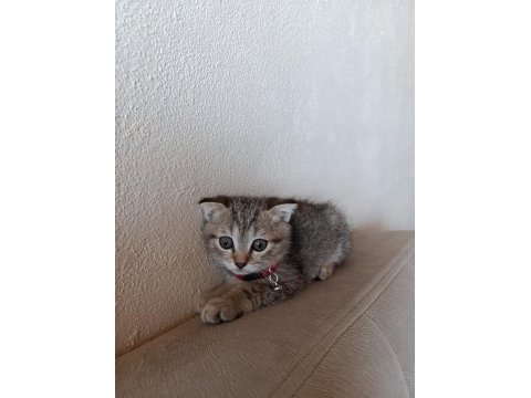 Erkek yavru scottish fold
