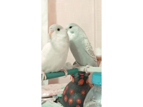 2 adet muhabbet kuşu