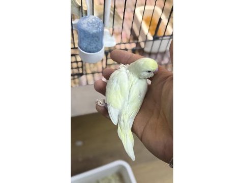 Yeni yeme düşmüş iri çek muhabbet kuşu yavrular
