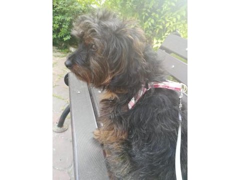 Sevimli ve zeki maltipoo